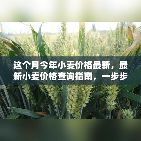 最新小麥價格查詢指南，教你如何獲取本月今年小麥價格信息