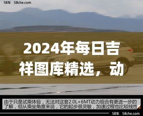 2024年每日吉祥圖庫精選，動態(tài)解讀_SXR232.69遺憾缺席