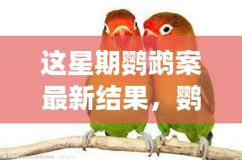 鸚鵡案最新進(jìn)展揭秘，心靈覺醒的自然之旅與微笑結(jié)局