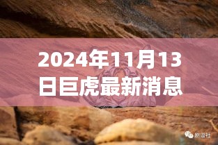 巨虎躍新天，學習力量與自信之光的蛻變——2024年11月13日最新消息