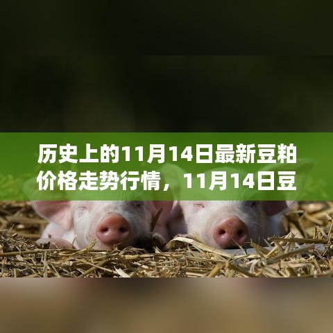 歷史上的豆粕價格走勢分析，回顧與預測