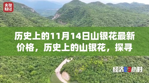 探尋山銀花價(jià)格變遷背后的故事與影響，歷史上的最新價(jià)格回顧（11月14日）