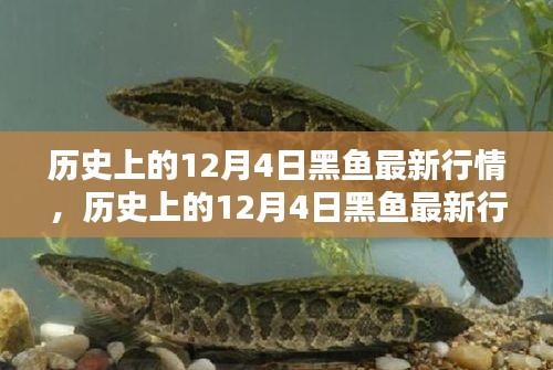 歷史上的12月4日黑魚行情深度解析，特性、體驗、競品對比與用戶群體分析