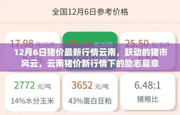云南豬價最新動態(tài)，市場風云涌動，豬市勵志篇章開啟