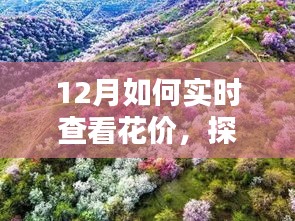 探秘小巷深處的花之秘境，揭秘十二月實時鮮花價格查看指南