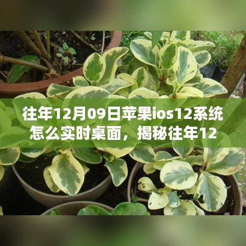 揭秘，蘋(píng)果iOS 12系統(tǒng)實(shí)時(shí)桌面設(shè)置指南（往年12月9日發(fā)布）