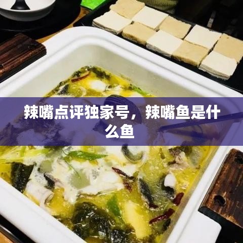 辣嘴點評獨家號，辣嘴魚是什么魚 