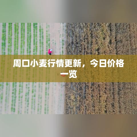 周口小麥行情更新，今日價(jià)格一覽