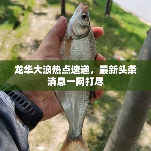 龍華大浪熱點(diǎn)速遞，最新頭條消息一網(wǎng)打盡