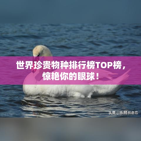 世界珍貴物種排行榜TOP榜，驚艷你的眼球！