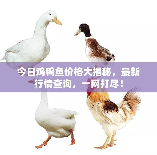 今日雞鴨魚價格大揭秘，最新行情查詢，一網(wǎng)打盡！