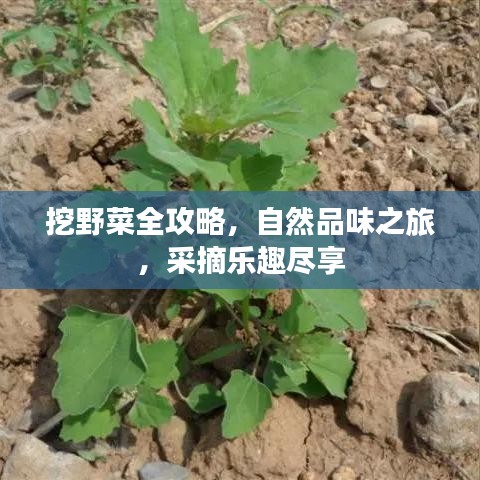 挖野菜全攻略，自然品味之旅，采摘樂趣盡享