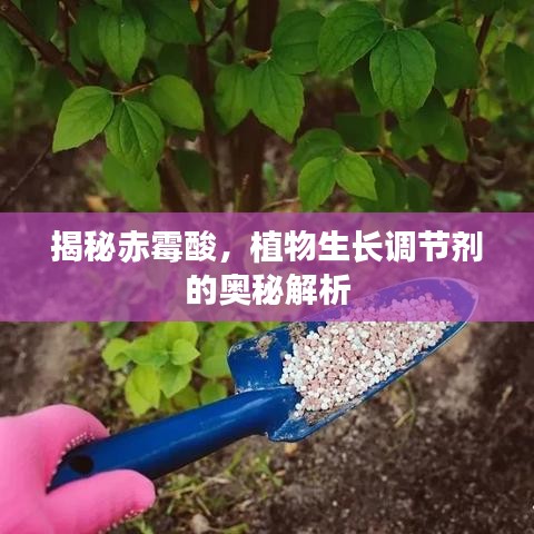 揭秘赤霉酸，植物生長(zhǎng)調(diào)節(jié)劑的奧秘解析