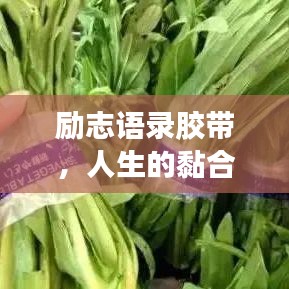 勵志語錄膠帶，人生的黏合劑，引領(lǐng)你走向成功之路