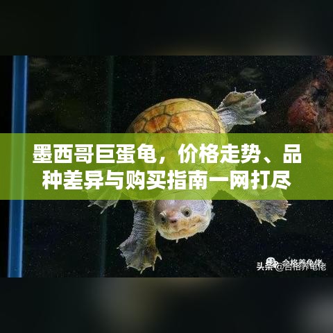 墨西哥巨蛋龜，價格走勢、品種差異與購買指南一網(wǎng)打盡