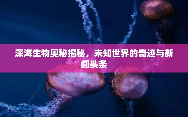 深海生物奧秘揭秘，未知世界的奇跡與新聞頭條