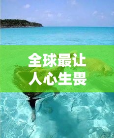 全球最讓人心生畏懼的海豹排名大揭秘！