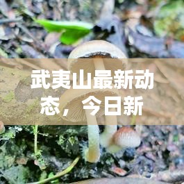 武夷山最新動態(tài)，今日新聞速遞