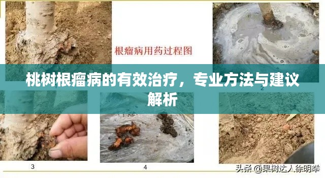 桃樹根瘤病的有效治療，專業(yè)方法與建議解析