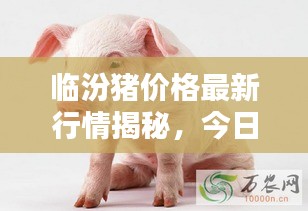 臨汾豬價(jià)格最新行情揭秘，今日走勢分析與預(yù)測