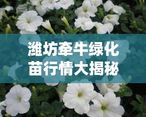 濰坊牽牛綠化苗行情大揭秘，最新價(jià)格分析與趨勢(shì)預(yù)測(cè)