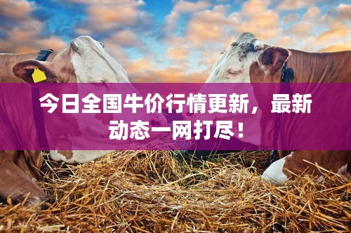 今日全國牛價(jià)行情更新，最新動(dòng)態(tài)一網(wǎng)打盡！