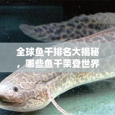 全球魚干排名大揭秘，哪些魚干榮登世界之最榜單？