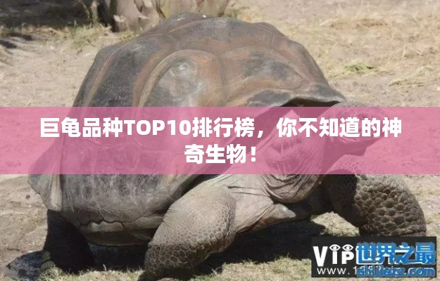 巨龜品種TOP10排行榜，你不知道的神奇生物！