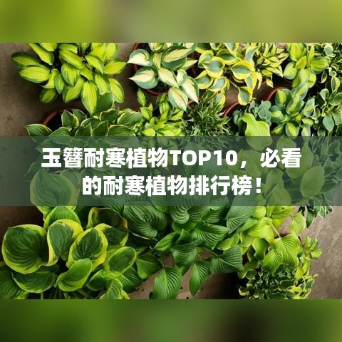 玉簪耐寒植物TOP10，必看的耐寒植物排行榜！