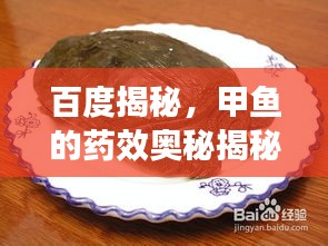 百度揭秘，甲魚的藥效奧秘揭秘！