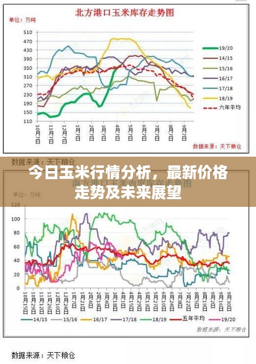 今日玉米行情分析，最新價(jià)格走勢及未來展望