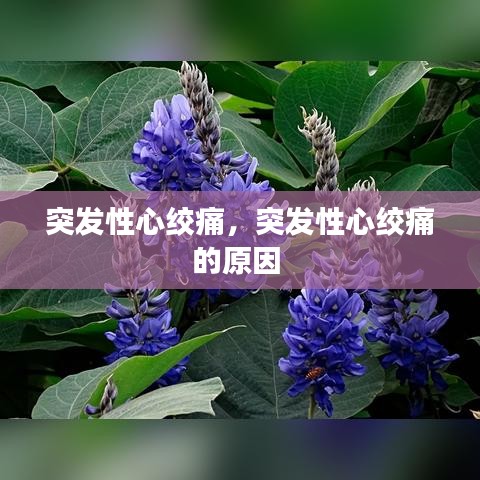 突發(fā)性心絞痛，突發(fā)性心絞痛的原因 