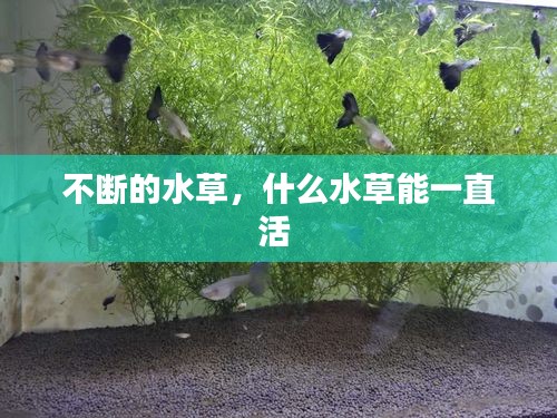 不斷的水草，什么水草能一直活 